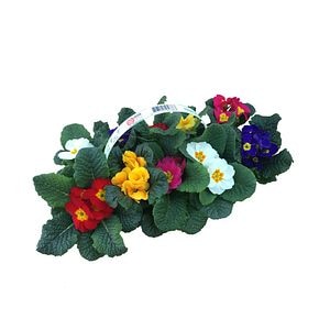 Primula, mix de 10 flori