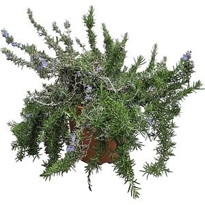 Rosmarinus Officinalis Prostratus, D 24 cm, H 40 cm