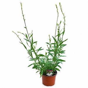 Gaura Graceful White (Gaura lindheimeri Graceful White), D17 cm, H45 cm