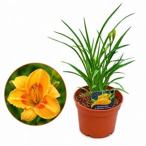Hemerocallis Endlesslily Orange, D17 cm, H35 cm