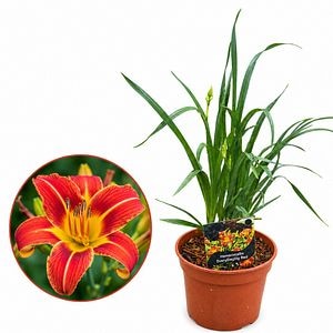 Hemerocallis Everyday Lily Red, D17 cm, H35 cm