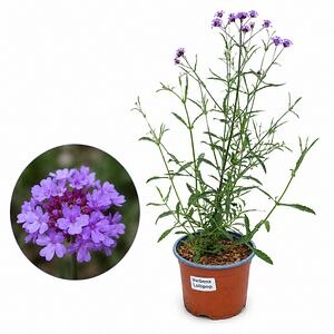 Verbena Lollipop (Verbena bonariensis Lollipop), D17 cm, H45 cm