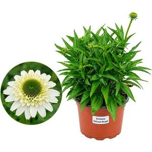 Echinacea Delicious Nougat, D 17 cm, H 45 cm