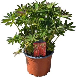Lupinus Tequilla Flame, D 17 cm, H 45 cm