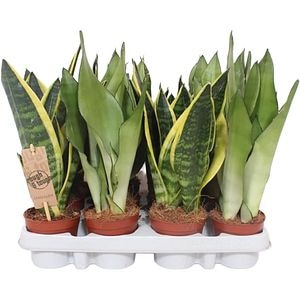 Sansevieria Trifasciata, H 30 cm