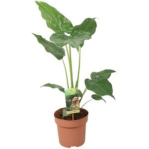 Alocasia, H 55 cm