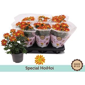Chrysanthemum Hoihoi, H 25 cm