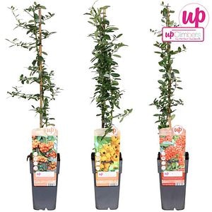 Planta ornamentala Pyracantha, D 15 cm, H 65 cm, ghiveci inclus