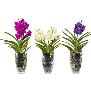Planta Vanda Charlotte, D14, H60