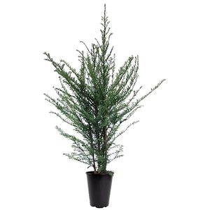 Planta ornamentala Taxus Baccata, D 21 cm, H 90 cm, ghiveci inclus