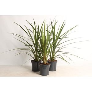 Cordyline Australis Red Star, D12 cm, H 55 cm