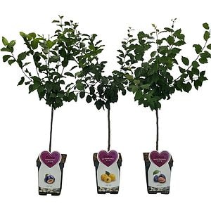 Mix Pomi Fructiferi, H 120cm