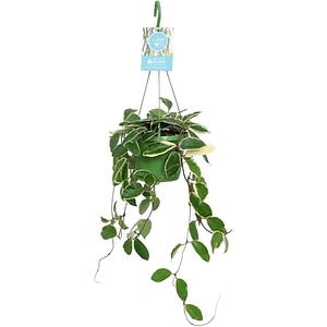 Hoya Carnosa Krimson Queen, H 45 cm