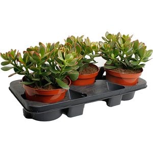 Crassula Ovata Sunset, H 30 cm