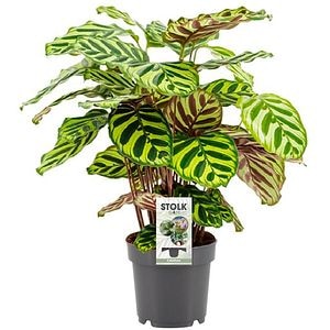 Calathea Makoyana, H 45 cm