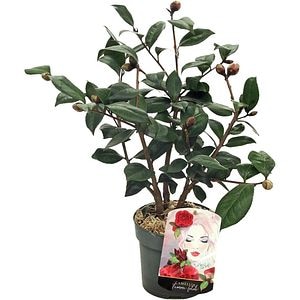 Camellia Japonica Femme Fatale, H 40cm