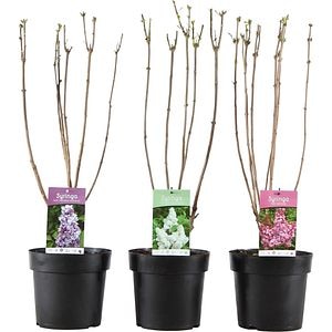 Syringa Vulgaris, H 75cm