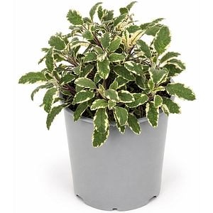 Planta aromatica Sage Tricolor, H 30 cm