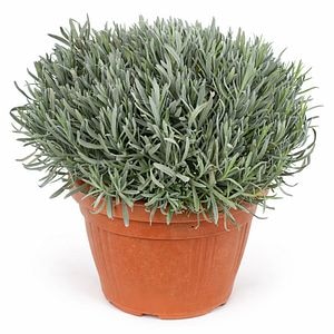 Planta Lavanda, H 55 cm