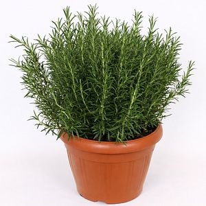 Planta aromatica rozmarin Officinalis, H 65 cm