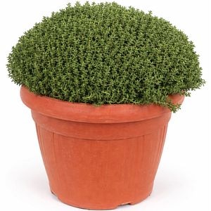 Planta aromatica Cimbru, H 50 cm