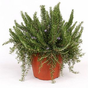 Planta aromatica rozmarin Prostratus, H 60 cm