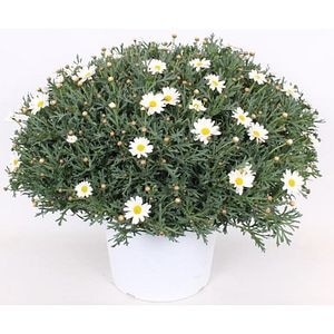 Margareta alba, H 70 cm