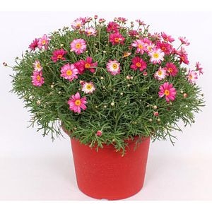 Margareta Mix, H 70 cm