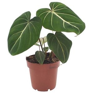 Philodendron Gloriosum, H 25 cm