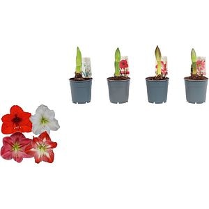 Crin Hippeastrum Amaryllis, H 20 cm