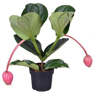 Medinilla Magnifica Flamenco, H 55 cm