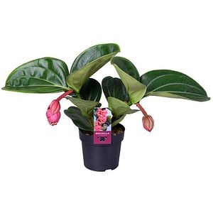 Medinilla Magnifica Lambada, H 40 cm