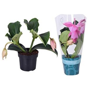 Planta Medinilla - Floarea Candelabru, D17, H40