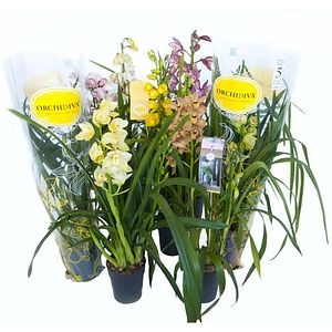 Planta Cymbidium Piccobello, D14, H60