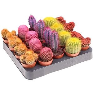 Cactus globular Rainbow Bio, H 25 cm