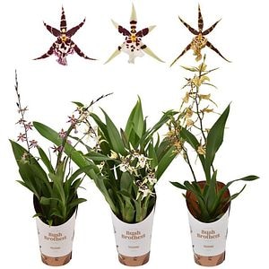 Planta Orhidee Titanium Treasure - Brassia, D9, H25