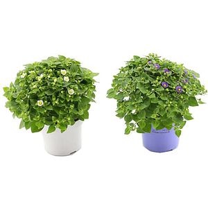 Planta Violeta persana - Exacum Affine, D12, H20