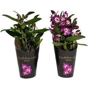 Planta Dendrobium nob. Bouquet Purple Rain, D12, H35