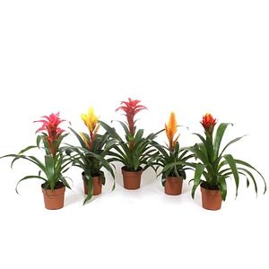 Bromelia M&C, H 40 cm