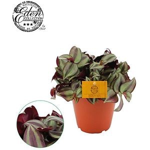 Tradescantia Zebrina, H 50 cm