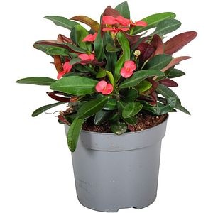 Euphorbia, D13 cm, H 25 cm