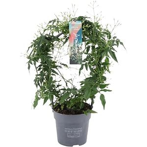 Jasminum Polyanthum, H 40 cm