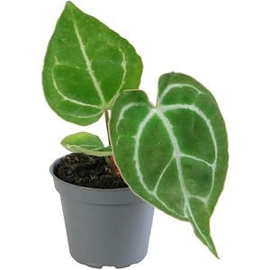 Anthurium Crystallinum, H 15 cm