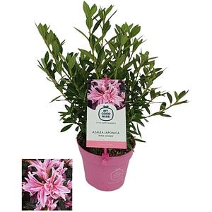 Azalea Japonica Pink Spider, H 25 cm