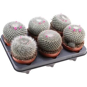 Cactus Mammillaria Hahniana, H 15 cm