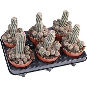 Chamaelobivia Paolina, H 20 cm