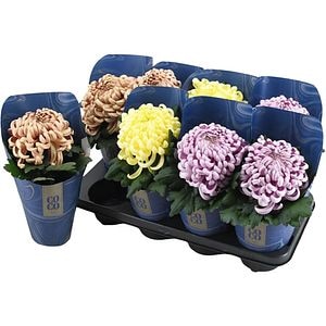 Crizantema Coco, H 35 cm
