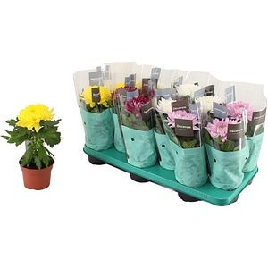 Chrysanthemum Supernova, H 30 cm