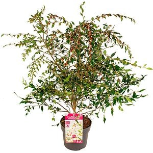 Camellia Cupido Premium, H 80cm