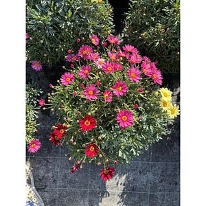 Margareta Carnaval, H 55 cm